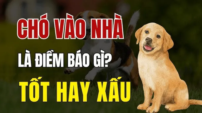 giai-ma-giac-mo-thay-cho-duoi-1-min_11zon